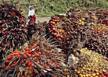 Defisiensi Modal Susut, Bakrie Plantations Catat Laba Rp243 Miliar