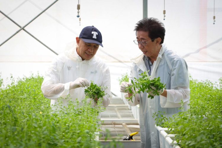 Tandai! Berikut Jadwal Dividen Interim Sido Muncul Rp378 Miliar