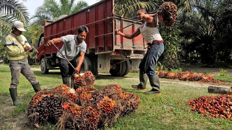 Defisiensi Modal Rp5,7 Triliun, Ini Respons Usaha Perkebunan Bakrie Group