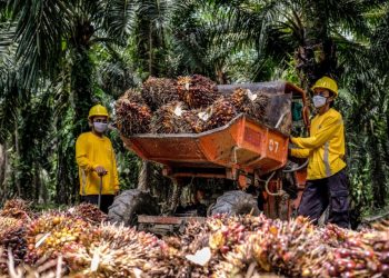 Tambah Koleksi, CEO Eagle Plantations Serok 2 Juta Saham BWPT Rp51 per Lembar