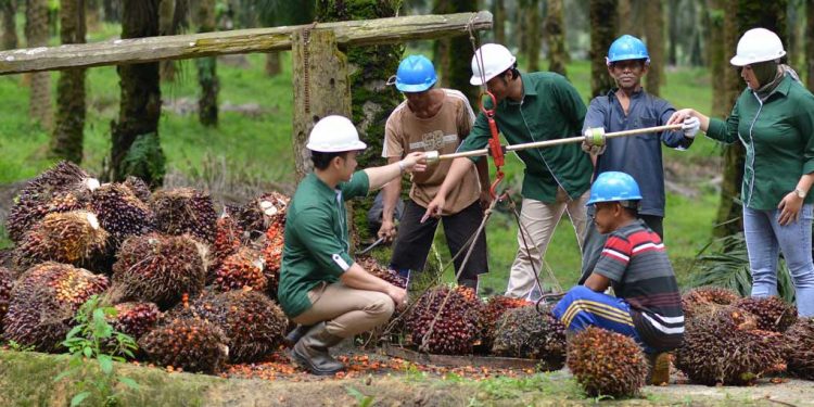 Nyungsep 38 Persen, Laba Astra Agro Tersisa Rp1,05 Triliun