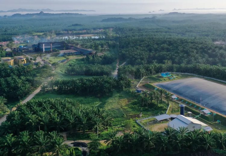 Laba Melesat 159 Persen, Eagle Plantations Defisit Rp4,28 Triliun