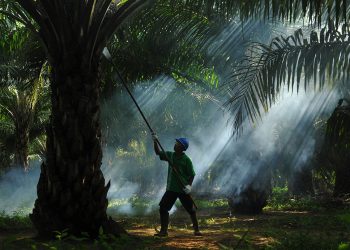 Melejit 31 Persen, Sampoerna Agro Serok Laba Rp100 Miliar