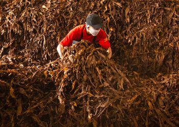 Indonesian Tobacco Sebar Dividen Rp4,7 Miliar, Cek Detailnya