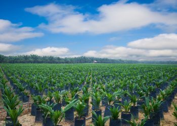 Gelar MESOP, Menthobi Karyatama Tebar Opsi Rp47 Miliar