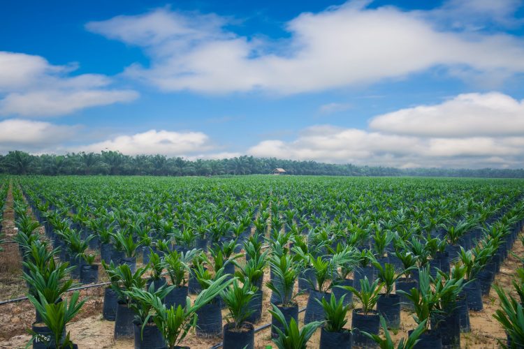 Gelar MESOP, Menthobi Karyatama Tebar Opsi Rp47 Miliar