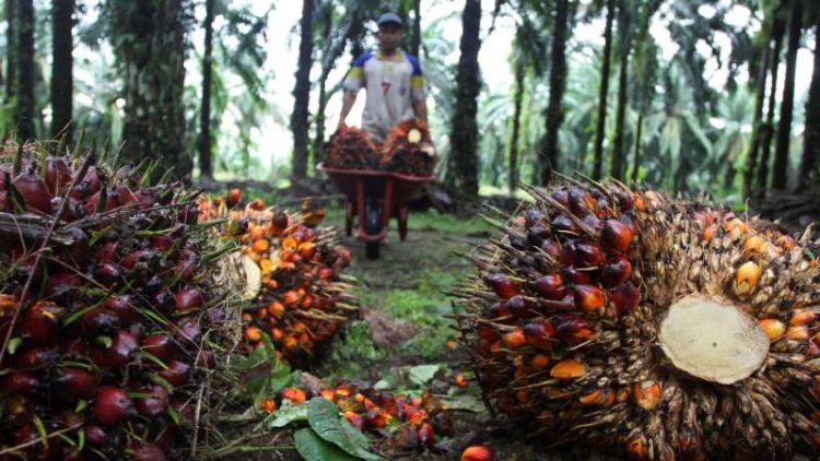 Catat! Ini Jadwal Dividen Lonsum Rp256 Miliar