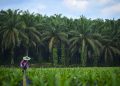 Divestasi 18,93 Juta Lembar, Pengendali FAP Agri Raup Rp100,36 Miliar