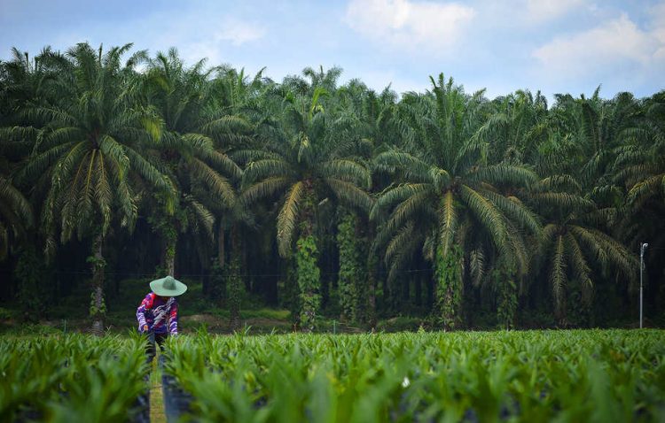 Divestasi 18,93 Juta Lembar, Pengendali FAP Agri Raup Rp100,36 Miliar