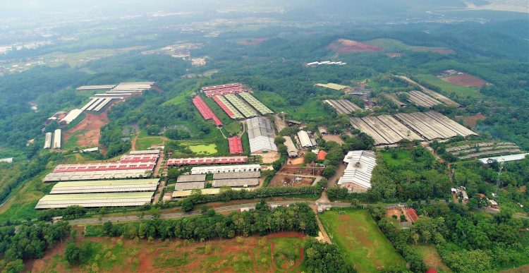 Lakoni Sidang PKPU, Widodo Perkasa Siapkan Langkah Ini