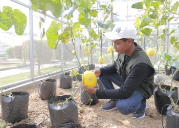 Dongkrak Kesejahteraan Petani, SIG Mainkan Strategi Ini  