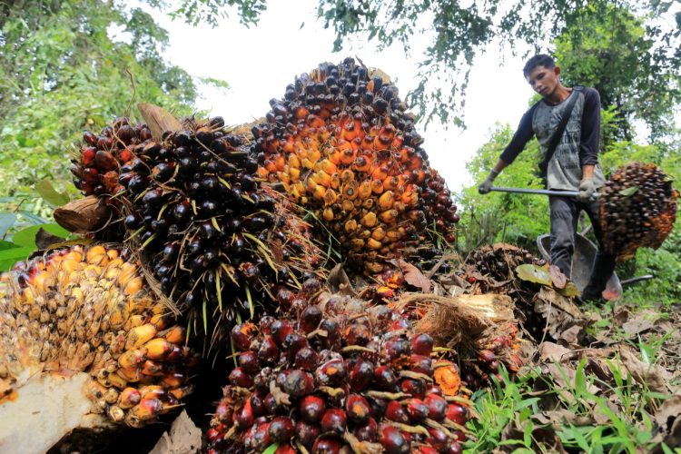 Meroket 95 Persen, Triputra Agro Catat Laba Rp3,12 Triliun