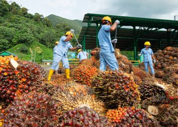 Melesat 251,9 Persen, Austindo Raup Laba Rp80 Miliar