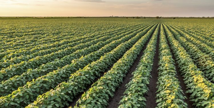 Penuhi Free Float, FKS Agro Retas Saham 1:10
