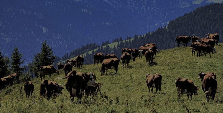 Dukung Swasembada Pangan, Estika Tiara Impor 250 Ekor Sapi Australia