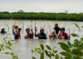 Rawat Alam, Bekasi Fajar Tanam Puluhan Ribu Mangrove di Bekasi