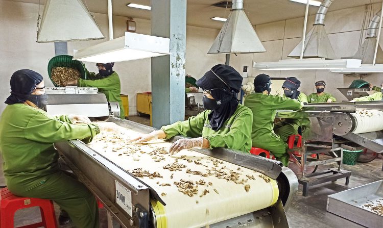 Minum Tolak Angin? Sido Muncul Kasih Dividen Rp1,09 Triliun