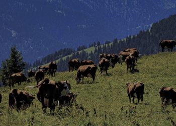 Pergeseran Strategi BEEF Perkuat Prospek Kinerja dan Valuasi